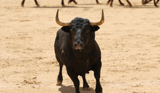 El toro es el animal que simboliza a Tauro. Foto: civitatis Foto: