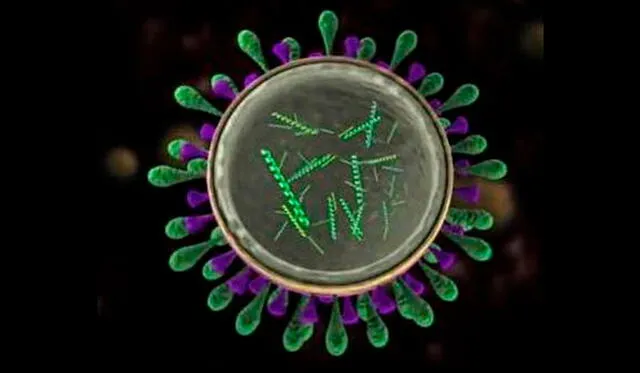 Los virus guardan el material genético en su núcleo. Captura de video / Youtube.