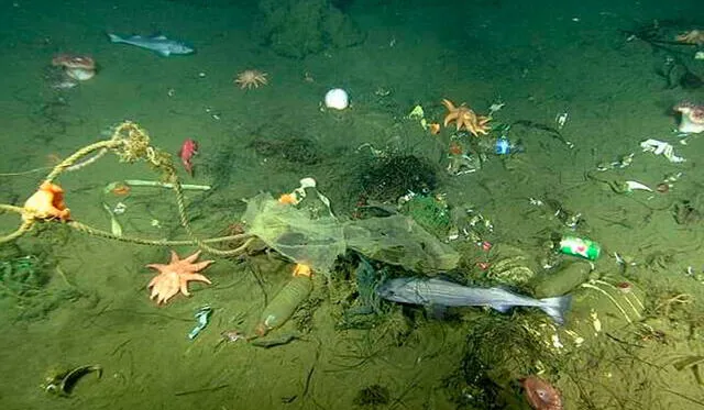 Interior de una de las microdepresiones halladas: basura, rocas y peculiares animales del fondo marino.