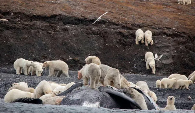 Los osos polares pierden sus fuentes de alimentos en el Ártico debido al derretimiento del hielo. Foto: AFP.