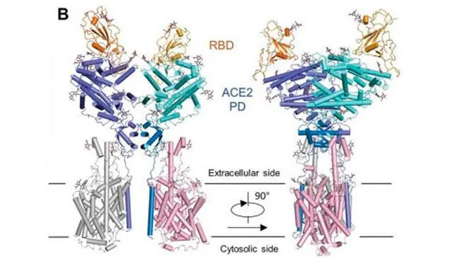 La proteína del coronavirus contiene el dominio de unión al receptor (RDB), que permite que se unan a la proteína ACE2 de la célula humana. Fuente: Science.
