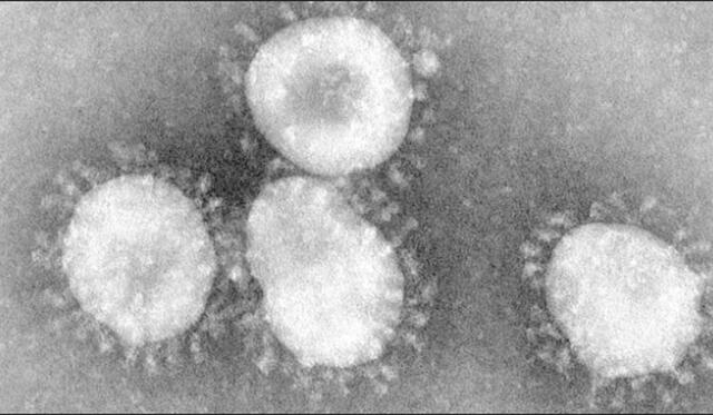 Virus del coronavirus descifrado por June Almeida. Foto: Getty Images.