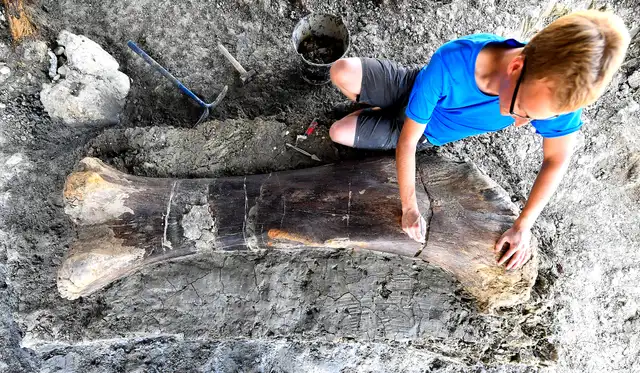 Maxime Lasseron, researching his doctorate at the National Museum of Natural History of Paris, inspects the femur of a Sauropod on July 24, 2019, after it was discovered earlier in the week during excavations at the palaeontological site of Angeac-Charente, near Ch�teauneuf-sur- Charente, south western France. - The 140 million-years-old, two meters long, 500 kilogramme femur of the Jurassic period Sauropod, the largest herbivorous dinosaur known to date, was discovered nestled in a thick layer of clay by a team of volunteer excavators from the National Museum of Natural History working at the palaeontological site. Other bones from the animal's pelvis were also unearthed. (Photo by GEORGES GOBET / AFP)
