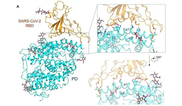 Vista ampliada de la interacción entre la proteína del coronavirus (RBD) y la peptidasa (PD) de la proteína ACE2. Fuente: Science.