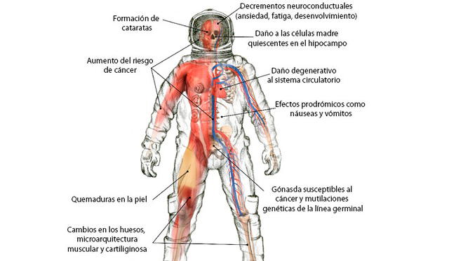 Los potenciales daños en el astronauta a causa de la radiación proveniente del Sol. Fuente: Semantic Scholar.