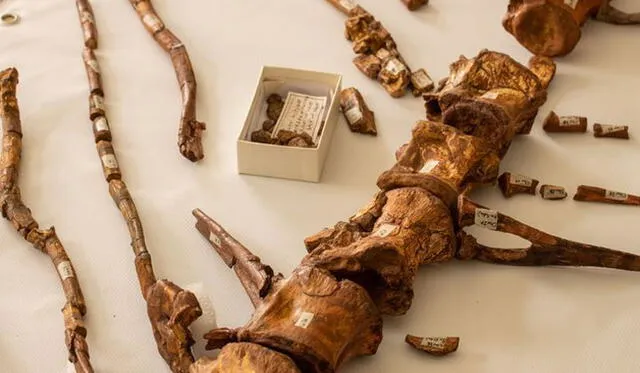 Largas espinas de hueso sobresalen de las vértebras de la cola del Spinosaurus. Fuente: National Geographic.