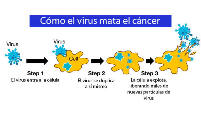 Los científicos muestran cómo actúa el nuevo virus cuando entra al cuerpo del paciente con cáncer. Crédito: Imugene.
