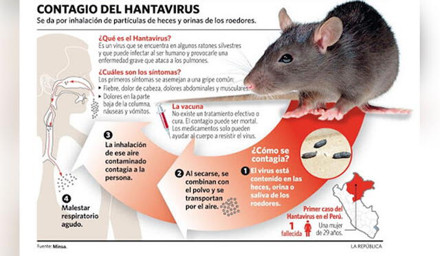 La infografía muestra el contagio del hantavirus. Crédito: Ministerio de Salud del Perú.