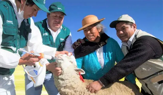 Veterinarios del Senasa asisten al ganado ovino en la sierra de Perú.