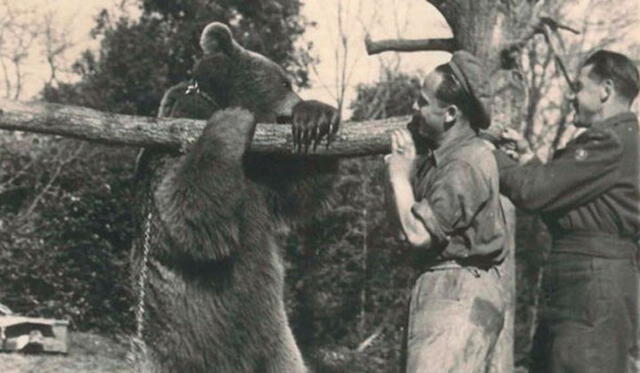El "oso soldado" colaboraba como mejor podía en el frente de batalla contra los nazis. Foto: Difusión.