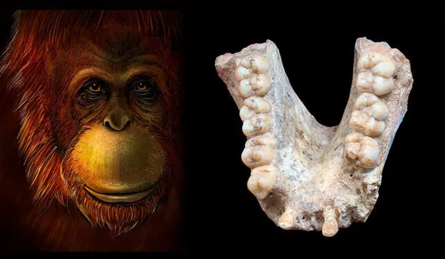 Representación del Gigantopithecus blacki (izquierda) y mandíbula fósil de esta especie (derecha). Nature.