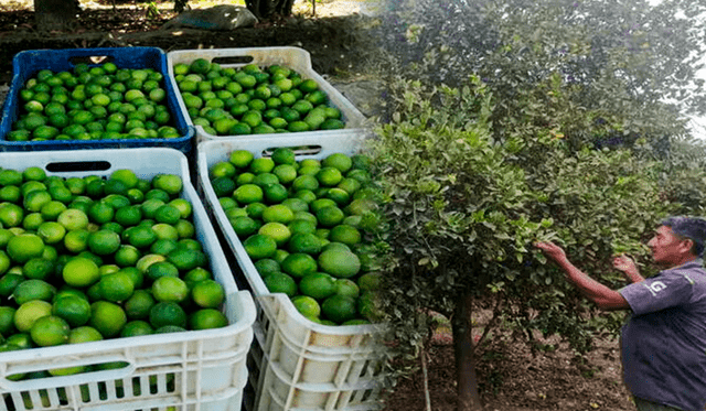  Los 25 limones se venden a 4 soles, cuando antes costaba 2 soles. Foto: Composición LR<br><br>    