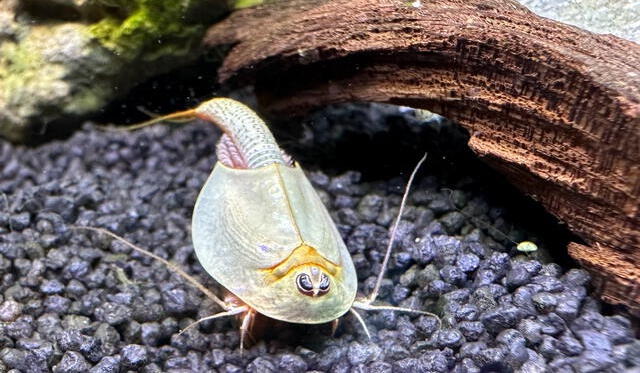  Son los primeros mamíferos del período Triásico hace 220 millones de años. Foto: Triops<br>    