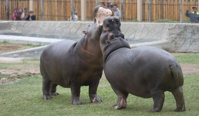  Animales del Parque de las Leyendas. Foto: difusión   