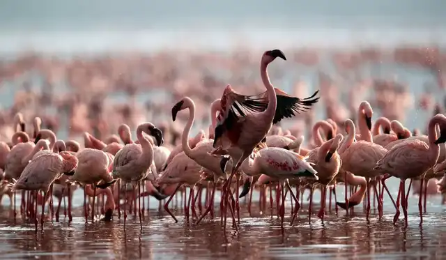 El lago Natrón es una importante zona de cría de flamencos menores. Foto: Dancing Simba El lago Natrón es una importante zona de cría de flamencos menores. Foto: Dancing Simba