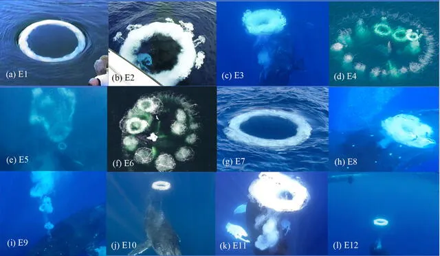  Al menos un anillo de burbujas en cada uno de los 12 episodios analizados en este estudio. Foto: Marine Mammal   