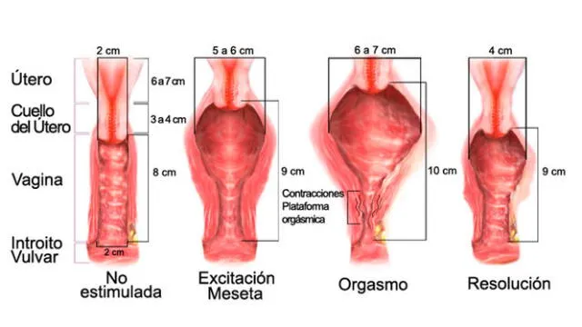  Cambios aproximados en el tamaño de la vagina durante el acto sexual. Imagen referencial: Fertilab.   