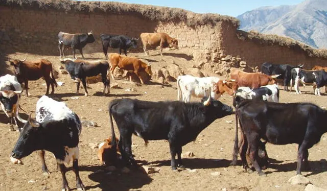 A causa de la sequía hay poco forraje para el ganado en Puno. Foto. La República 