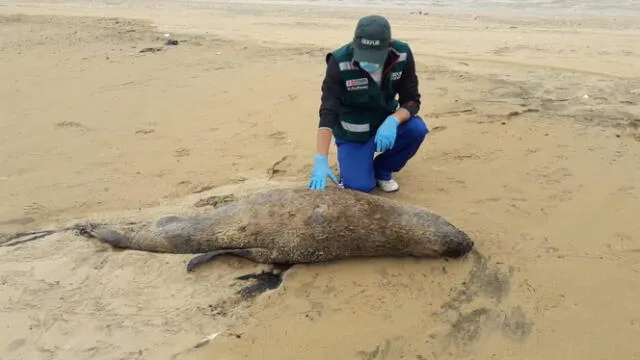 Muerte de especies marinas se debería a factores anómalos. Foto: Serfor   