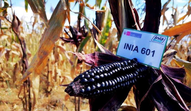 Maíz morado INIA 601 gana premio Caral 2020 | Créditos: Agencia Andina