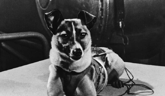 Laika se convirtió en el primer ser vivo en viajar al espacio. Foto: Captura/Experto Animal/YouTube