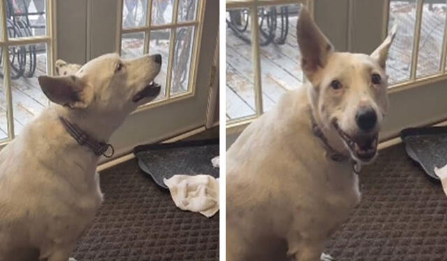 Un perro con discapacidad jamás había escuchado un ladrido; sin embargo, trató de ‘hablar’ con su dueña con su propio ladrido. Foto: captura de TikTok