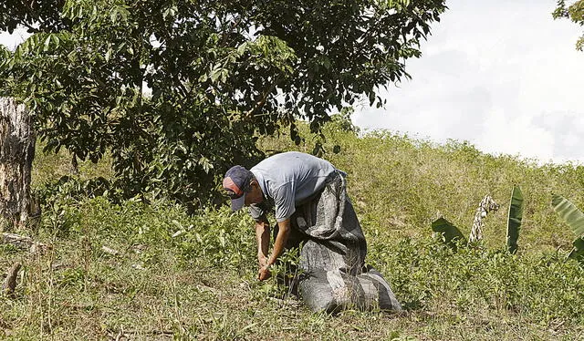Cocaleros. Los narcoterroristas obligan a los agricultores a entregar una arroba de hoja de coca. Foto: Virgilio Grajeda / La República