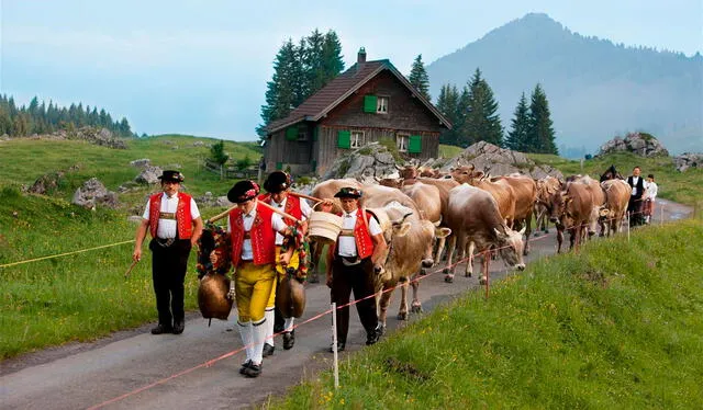 El ascenso y descenso del ganado vacuno a las montañas está lleno de coloridas tradiciones. Foto: House of Switzerland