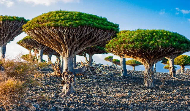 Los árboles sangre de dragón de Socotra echan a volar la imaginación de los visitantes. Foto: AFP