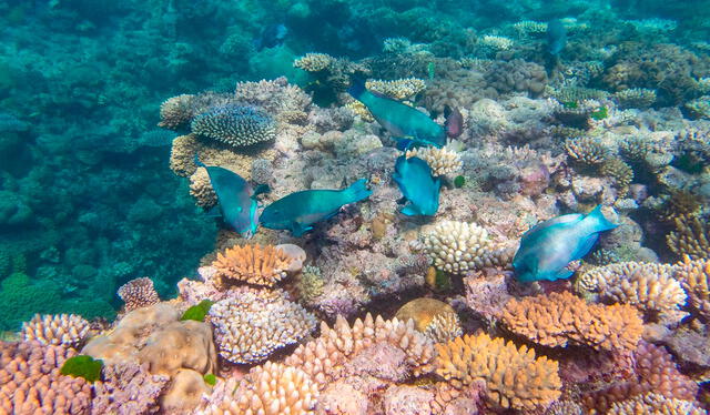 La Gran Barrera de Coral es hogar de una enorme biodiversidad marina. Foto: TripAdvisor