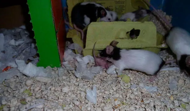 Facebook viral: familia salva la vida de un ratón recién nacido tras encontrarlo en el interior de su casa