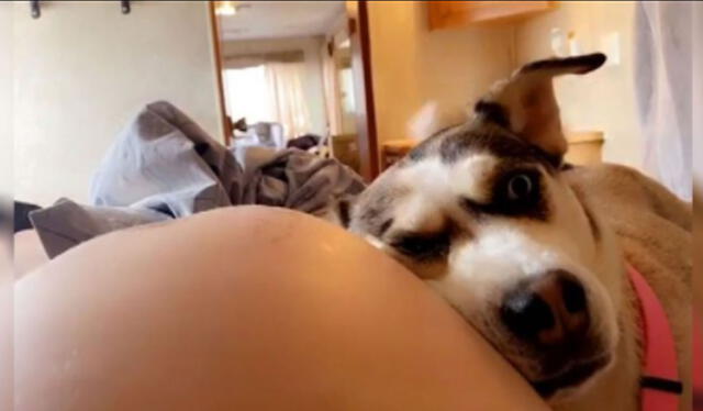 Esta canina no se separa de su dueña y parece estar esperando con ansias el nacimiento del bebé. Foto: captura de Facebook