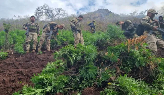  Fuerzas Armadas continúan con las intervenciones contra el narcotráfico. Foto: Andina<br><br>    