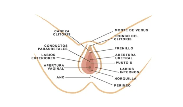 Anatomía de a vulva. Foto: diversual