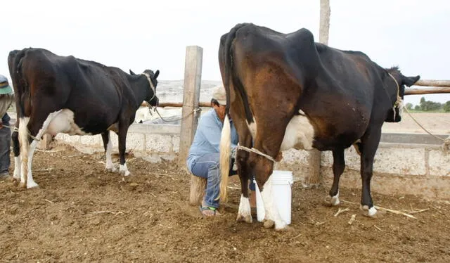 Se recomienda no tomar leche cruda, sino sometida a tratamientos como la pasteurización. Foto: La República