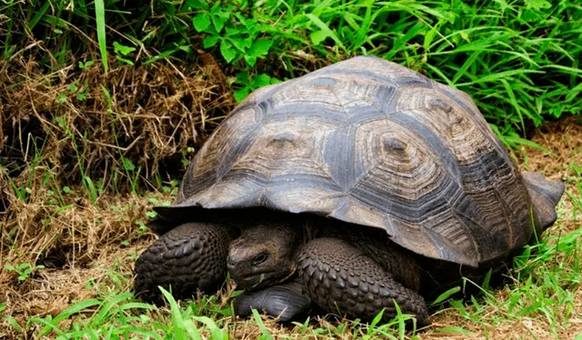 Las tortugas tienen un mensaje positivo, pues se les relaciona con la sabiduría. Foto: AFP