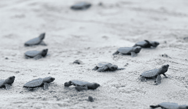 La presencia de tortugas pequeñas en tus sueños tiene relación con tu personalidad y el concepto que tienes de ti mismo. Foto: AFP