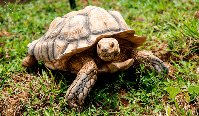 Las tortugas de tierra simbolizan la calma en el mundo de los sueños. Foto: AFP