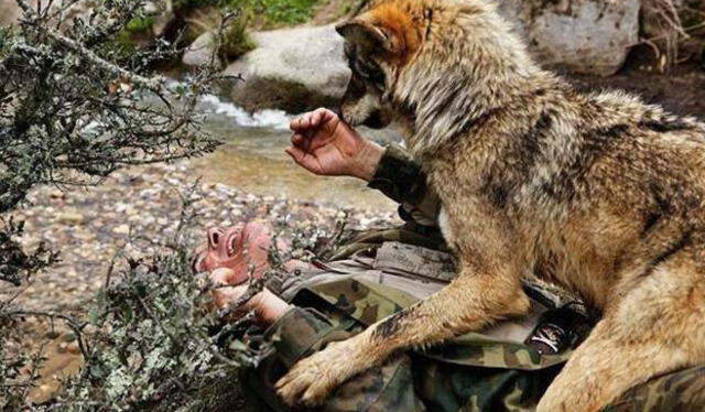 Jugando con un lobo. Foto: El País
