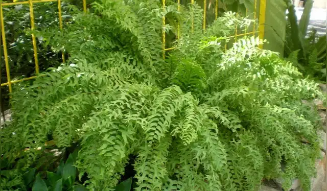 El helecho macho no solo atrae la buena suerte, sino también la fortuna. Foto: consultaplantas   