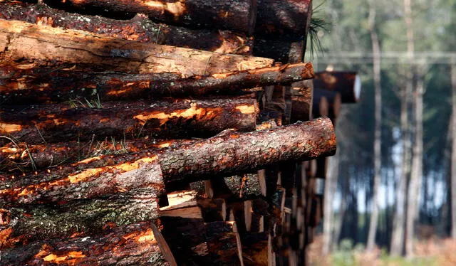 La madera no se dobla ni se tuerce, al igual que la fe de quienes nacieron bajo su influencia. Foto: AFP