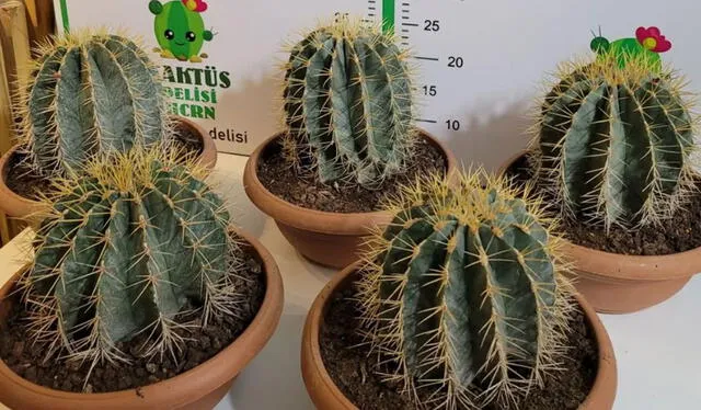Los cactus son fuertes, como la personalidad del Dragón. Foto: kaktus_delisi / Instagram