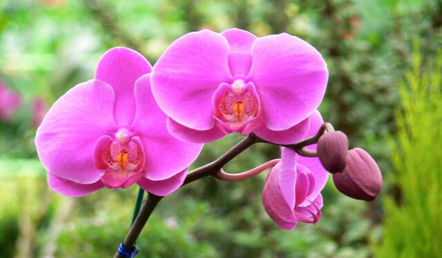 La orquídea aporta gran belleza al hogar del Caballo. Foto: EFE