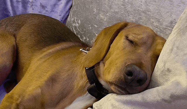 El beagle Copper, de nueve meses, que comenzó a vomitar el lunes. Foto: Ashley Brown