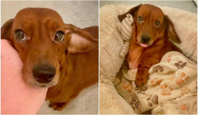 Perrito sorprende a miles por la adorable rutina que tiene antes de irse a dormir. Foto: captura de TikTok