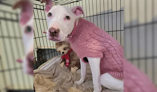 Rosabella, tras semanas de recuperación. Foto: Ruff Start Rescue