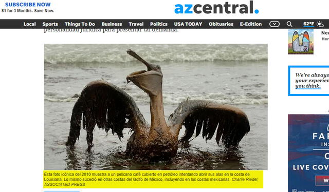 Fotografía de pelícano con petróleo. Foto: captura en The Arizona Republic