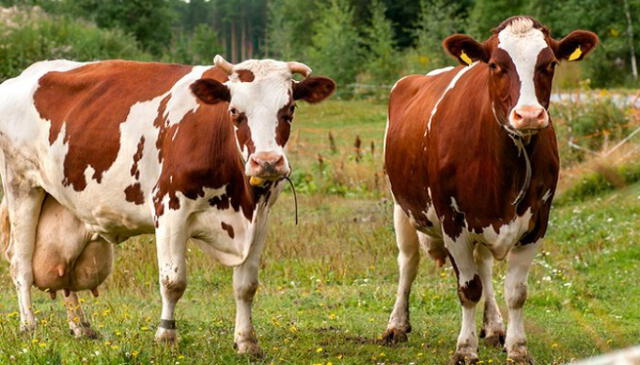 vacas Uruguay | Latinoamérica | ganado vacuno | países ganaderos