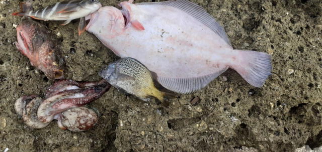Las algas tóxicas causan la muerte de especies marinas. Foto: Cite Pesquero Las algas tóxicas causan la muerte de especies marinas. Foto: Cite Pesquero