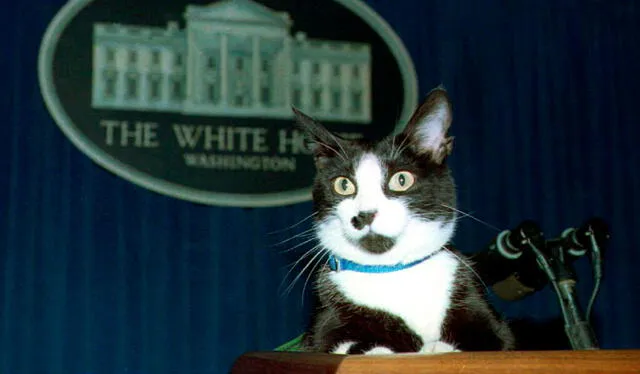  Socks era el gato de la familia del expresidente de EE. UU. Bill Clinton. Foto: AFP   